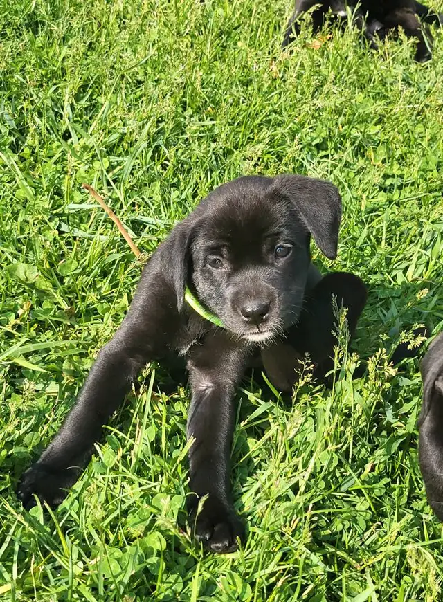 Looking for our Furever Home in Dogs & Puppies for Rehoming in Owen Sound - Image 4
