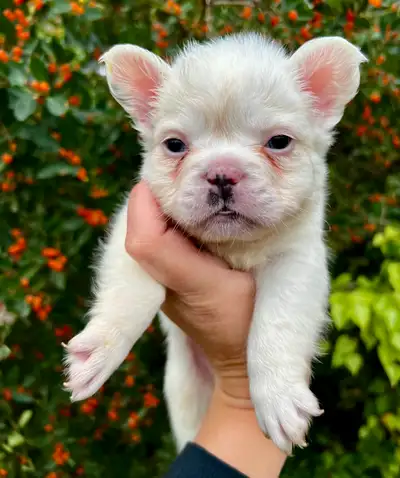 French bulldog , View more