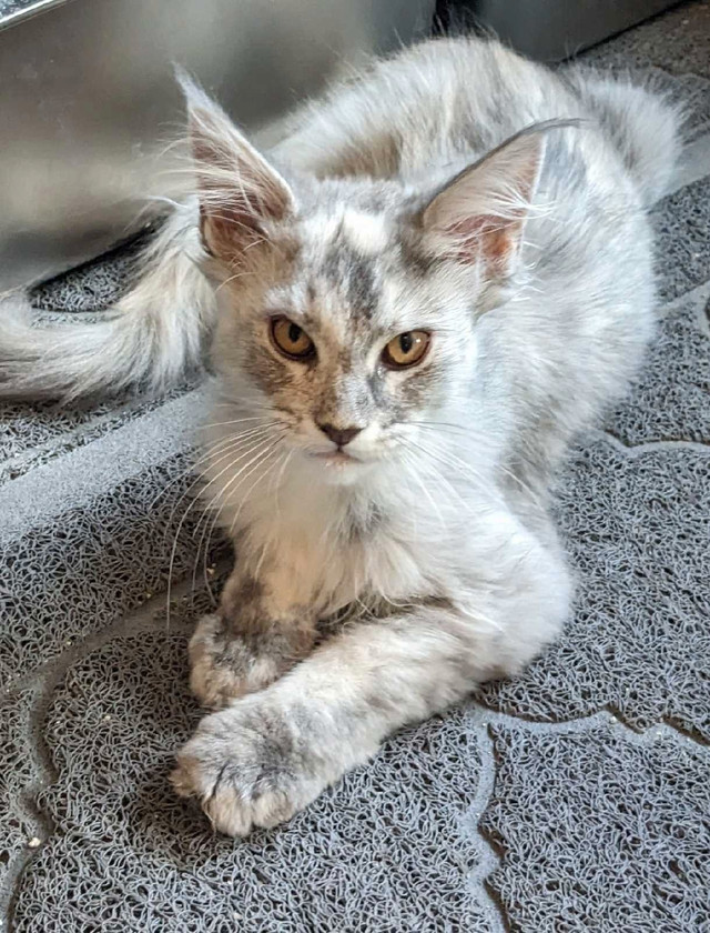 TICA Registered European Maine Coon Kittens in Cats & Kittens for Rehoming in Tricities/Pitt/Maple - Image 4