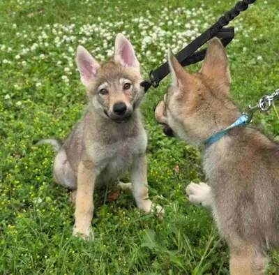 chiot Czechoslovakian vlciak, View more