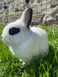 Dwarf bunny - male 