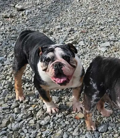Adult black merle female English bulldog, 5 years old. New owner pays for spaying . Must be done bef...