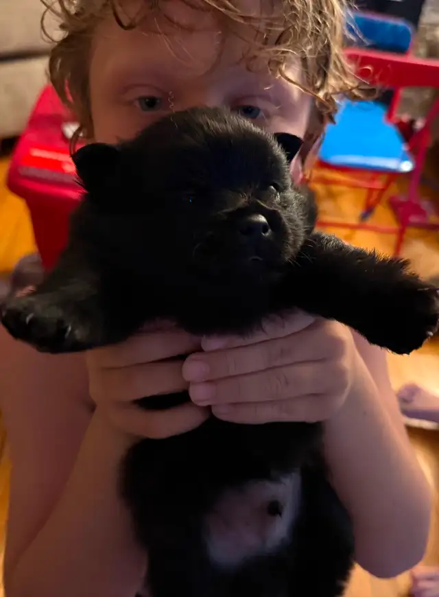 Teddy bear Pomeranian puppies 3 males in Dogs & Puppies for Rehoming in St. Catharines - Image 10