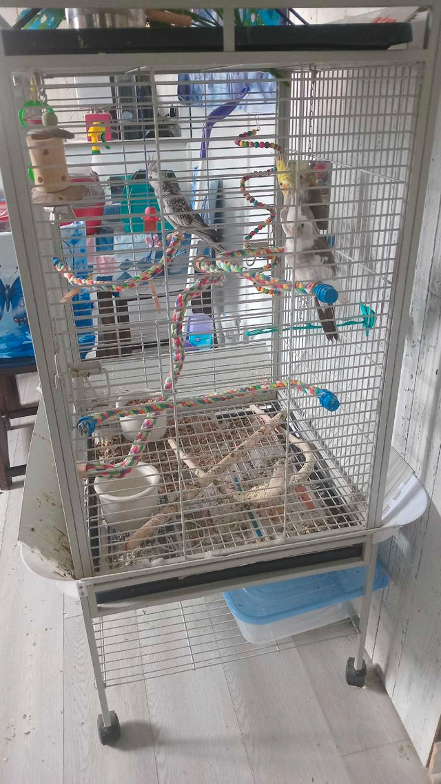 Grande cage avec 3 cockatiels  dans Oiseaux à adopter  à Laurentides - Image 4