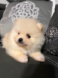 Purebred Pomeranian Puppies Barrie Markham $2200 