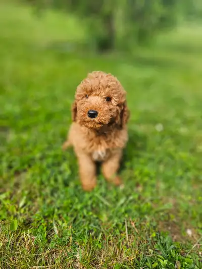 Serious Inquiries only and please read the ad! We have a beautiful litter of mini Goldendoodle puppi...