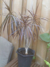 Dragon Tree (Dracaena) House Plant