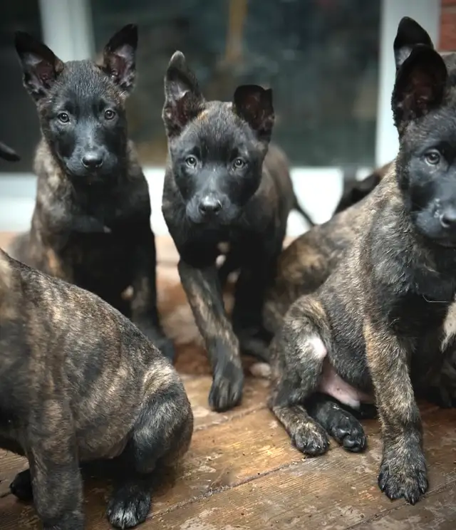 Dutch Shepherd Puppies in Dogs & Puppies for Rehoming in Stratford - Image 3
