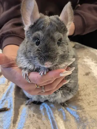 ❤️Deux Chinchillas mâles inséparables ❤️, View more
