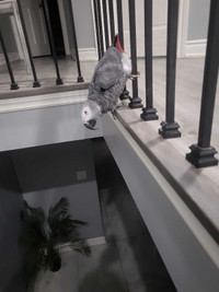 Male African Grey parrot (IF YOU SEE THE AD, HE IS AVAILABLE) 