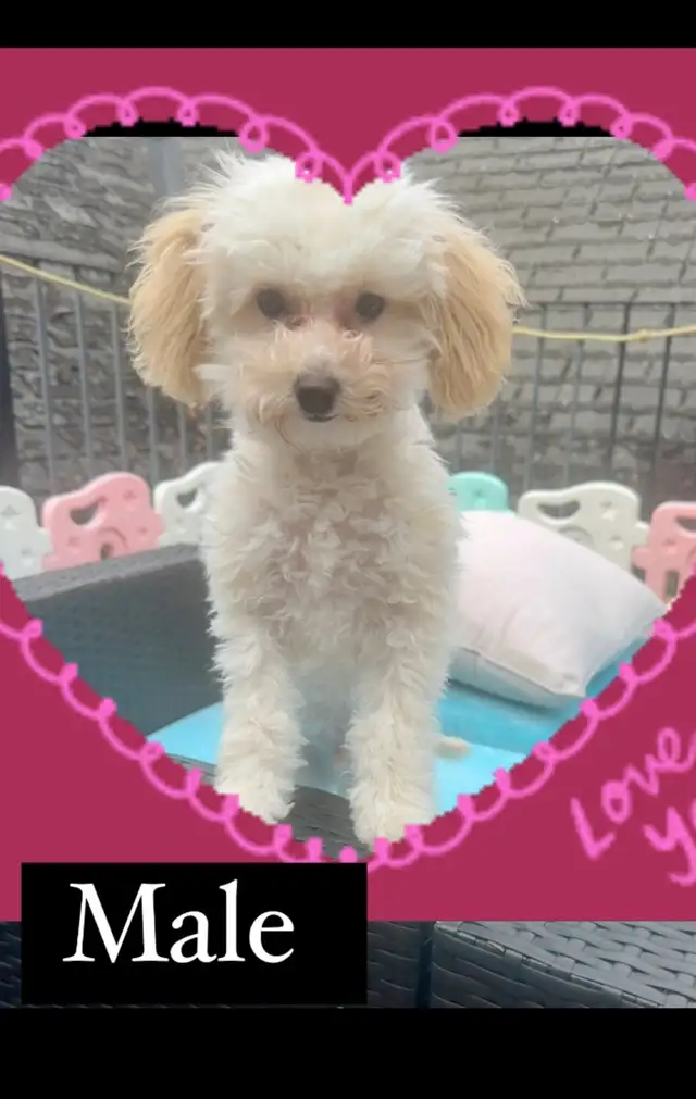 Toy Poodle  in Dogs & Puppies for Rehoming in Markham / York Region - Image 2