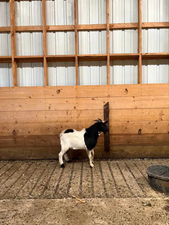 Pygmy/Fainting Billy Goat | Livestock | Portage la Prairie | Free local ...