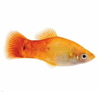 Sunset Platy