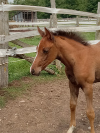 Yearling Crabbet Arabian filly