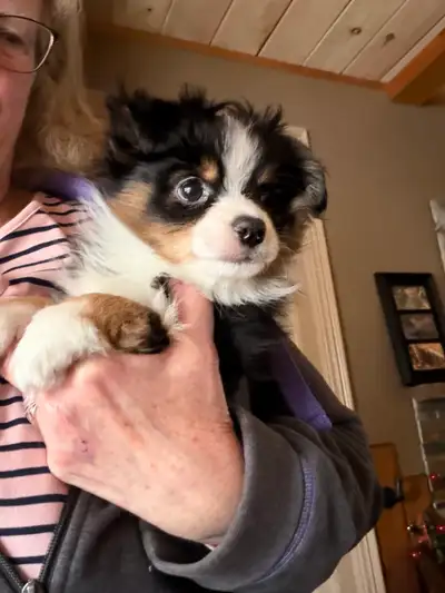 toy Australian shepherd, View more