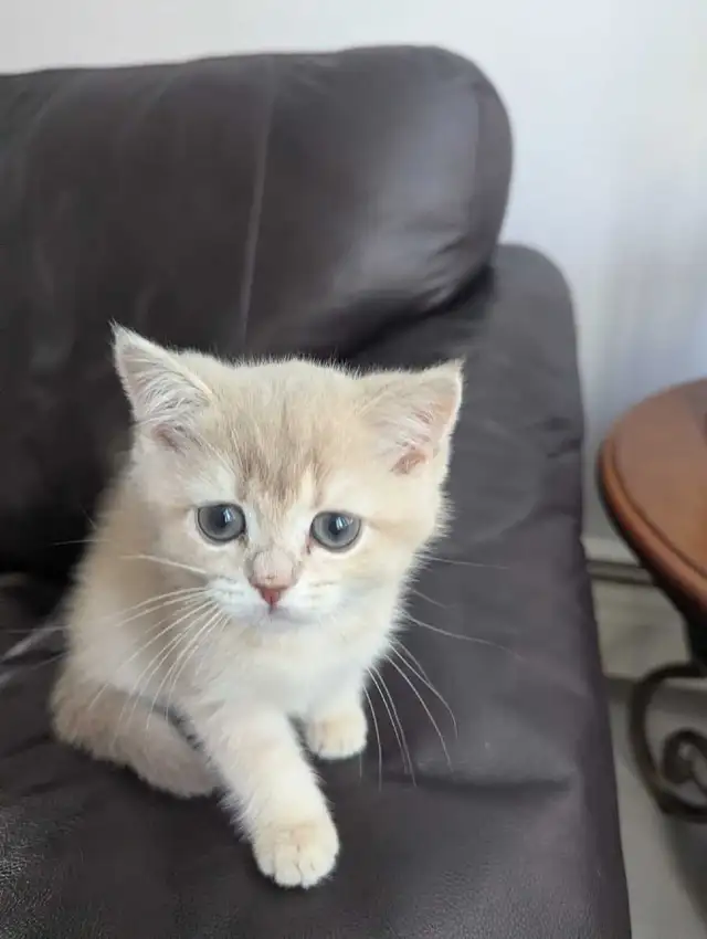 blue golden british shorthair  in Cats & Kittens for Rehoming in North Shore - Image 7