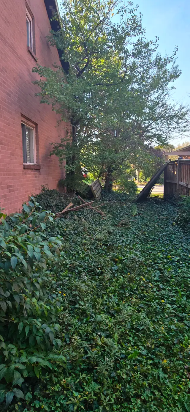 Need help removing some brush and chopping down 2 small trees