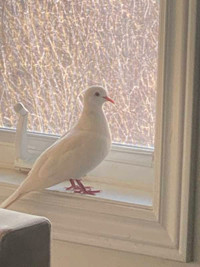 A special color  white ringneck dove