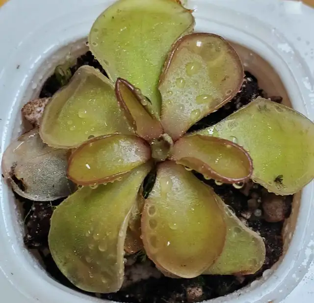 Pinguicula Hemiepiphytica x Emarginata butterwort carnivorous pl in Plants, Fertilizer & Soil in City of Toronto - Image 3