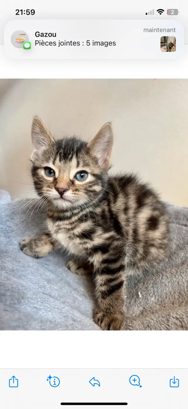 chatons bengals in Cats & Kittens for Rehoming in Laurentides - Image 9