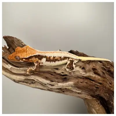 Morph: Orange LW. Sex: Male. Produced by: Exquisite Geckos Out of: Sindel x Venom. **Exᴘᴇ́ᴅɪᴛɪᴏɴ Pᴀʀ...