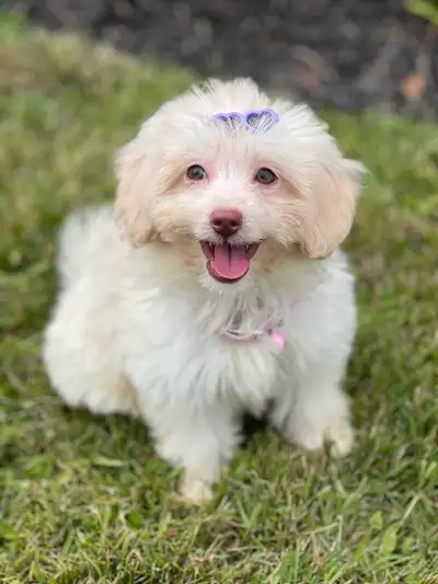 Yorkie- poo  Female puppy, View more