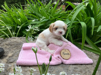 Maltese Mix Puppies for Sale