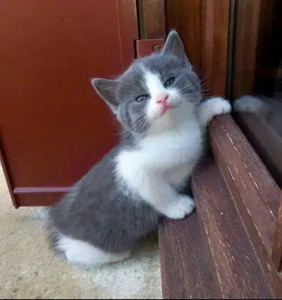 Chaton à donner de 2 mois  très gentil très affectueux, View more
