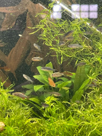 TEMPORARILY SOLD OUT: Celestial Pearl Danios for Sale