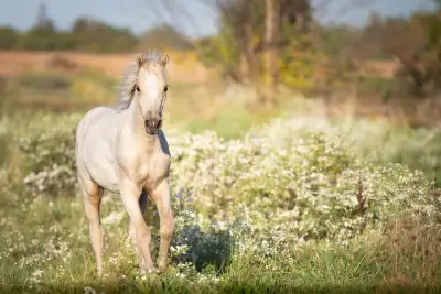 Registered Welsh cross weanlings and yearlings , View more