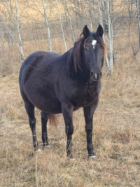 Canadian Quarterhorse cross mare/2024 foal at side
