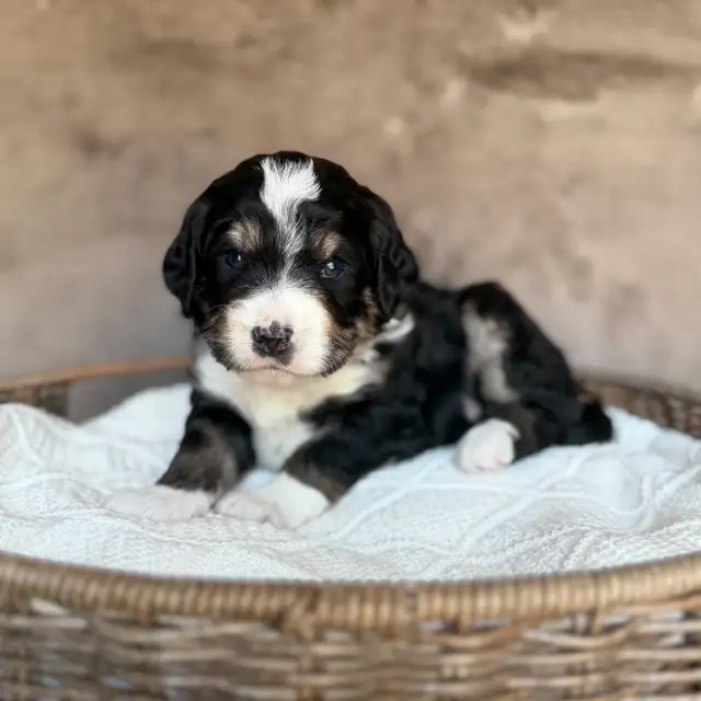 2 spots left | MINI BERNEDOODLE Puppies! | Dogs & Puppies for Rehoming ...