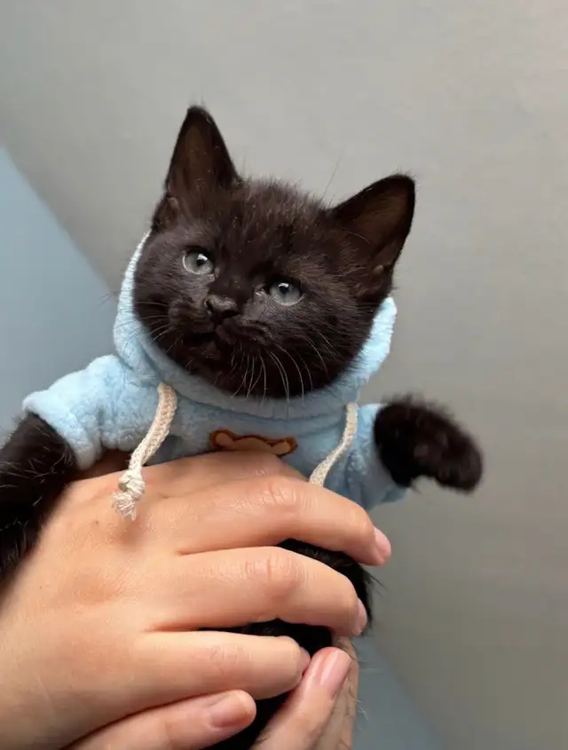 Siberian Long Hair Kitten