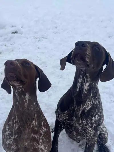 german short hair pointer pups, View more