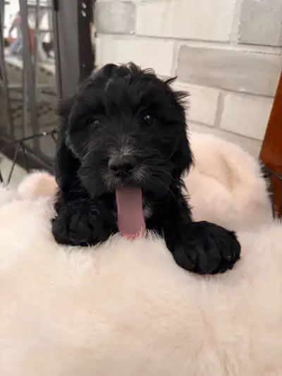 1 last puppy, View more