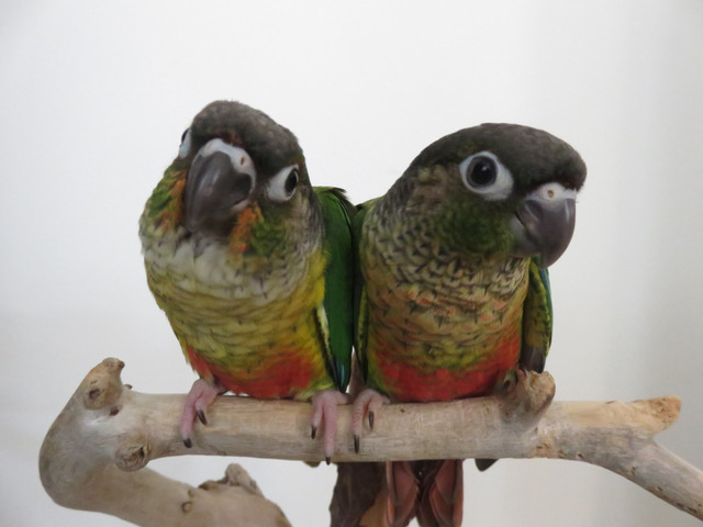 **CHOOSE YOUR COLOUR**HANDFED BABY CONURES**W/CARE PKG & DNA** in Birds for Rehoming in Mississauga / Peel Region - Image 4