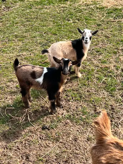 I have some lovely kids available born this year. Strong dairy genetics, strong confirmation. Dam ra...