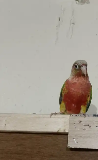 conure Male, View more