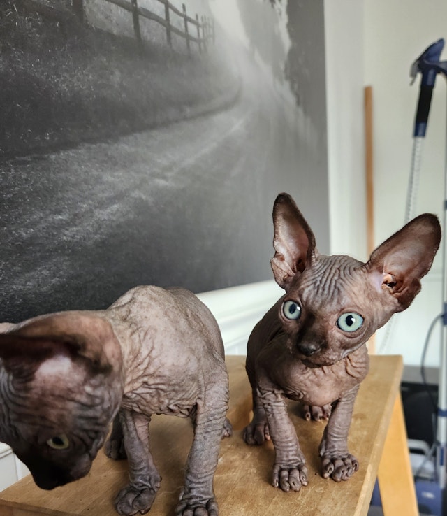 Chat Sphynx Chats et chatons à adopter Longueuil/Rive Sud Kijiji