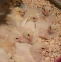 Organic Bresse chicks