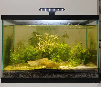 Established 20 Gallon Planted Aquarium, View more