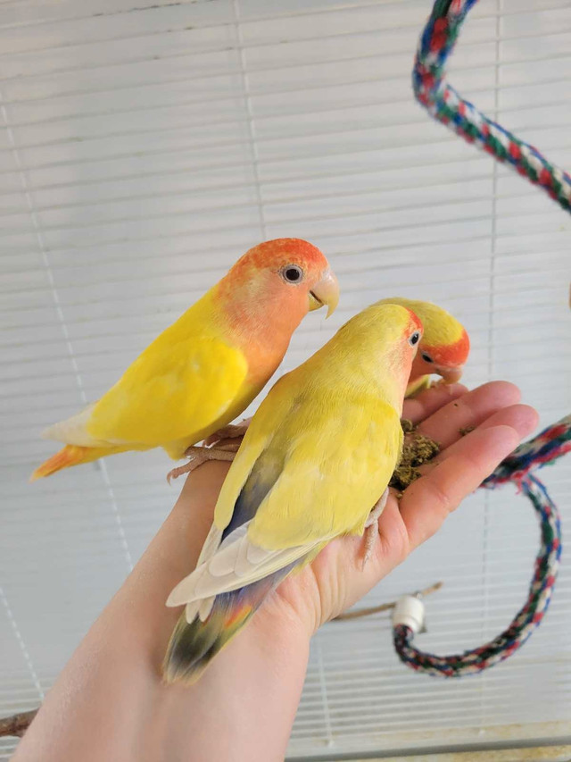 Young Lovebirds DNA tested in Birds for Rehoming in Belleville