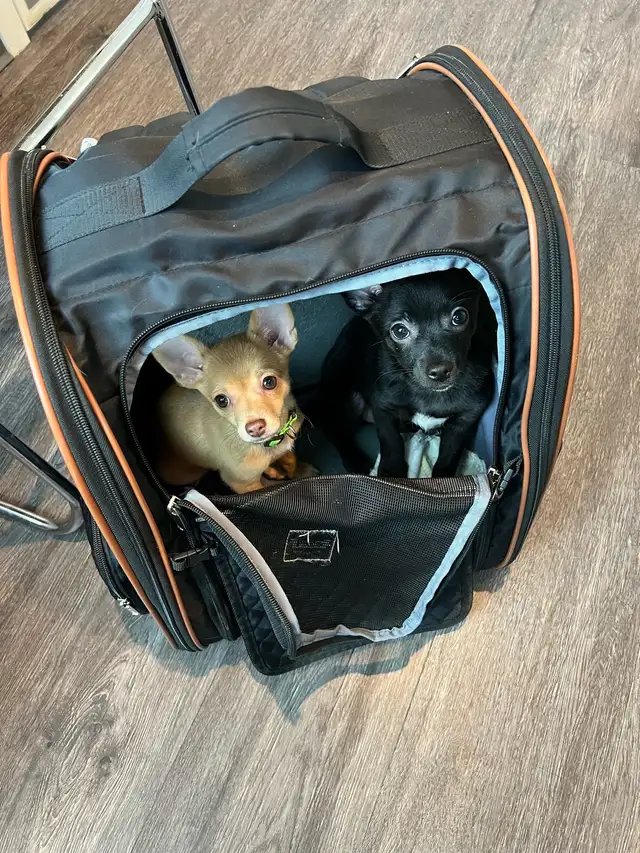 Last 2 Gorgeous pure chihuahua puppies left in Dogs & Puppies for Rehoming in Penticton - Image 5