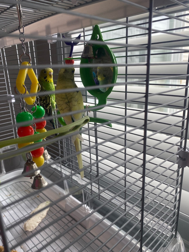 Budgies  in Birds for Rehoming in Ottawa - Image 4