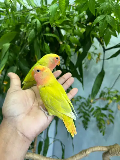 Lovebirds babies, View more