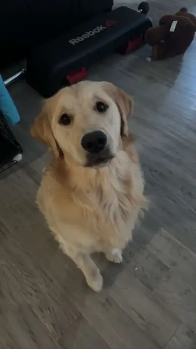 Golden Retriever for Rehoming, View more