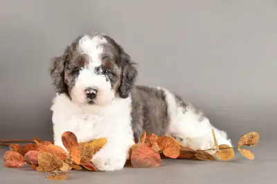 Mini Bernedoodle, View more