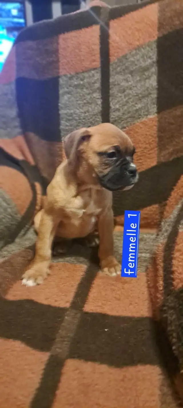 Chiot boxer in Dogs & Puppies for Rehoming in St-Georges-de-Beauce - Image 5