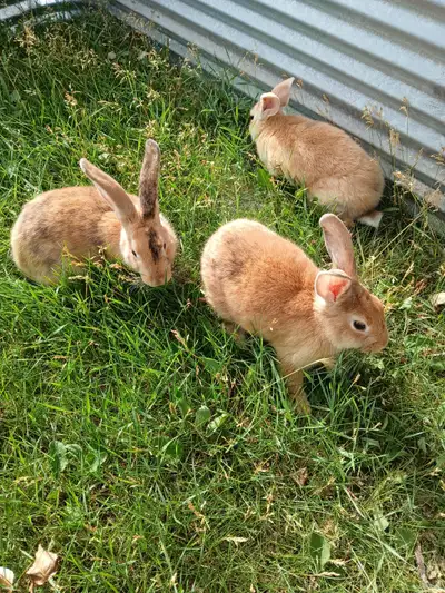Rex mix bunnies , View more