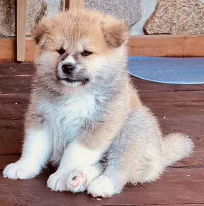 Akita Inu, View more